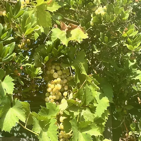 Villa Fiori Vecchio Avec Piscine Privee Porto-Vecchio (Corsica)