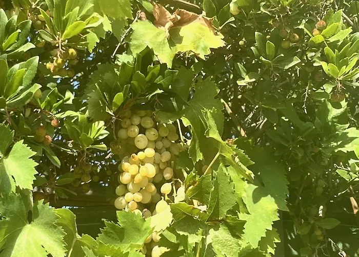 Villa Fiori Vecchio Avec Piscine Privée Porto Vecchio