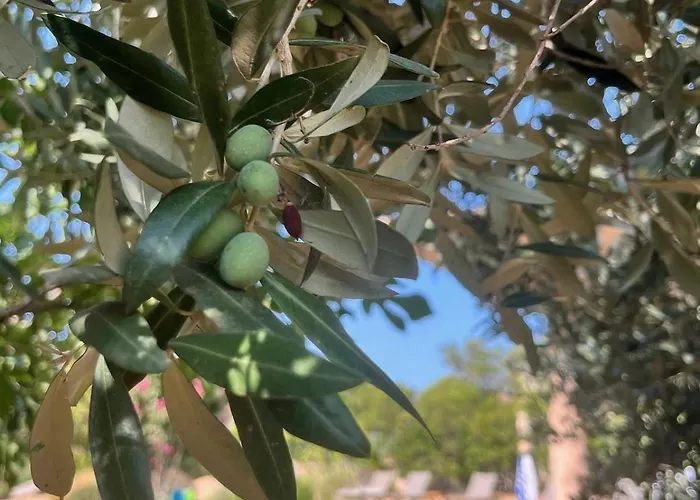 Fiori Vecchio Avec Piscine Privée Villa Porto Vecchio